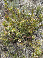 Leucadendron coriaceum