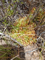 Haworthia turgida