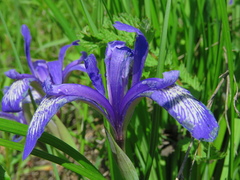 Iris ruthenica