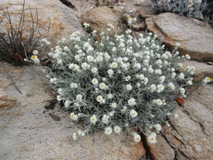 Achyranthemum paniculatum