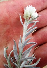 Achyranthemum paniculatum