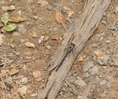 Austroargiolestes calcaris