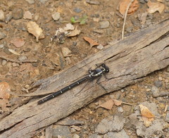 Austroargiolestes calcaris