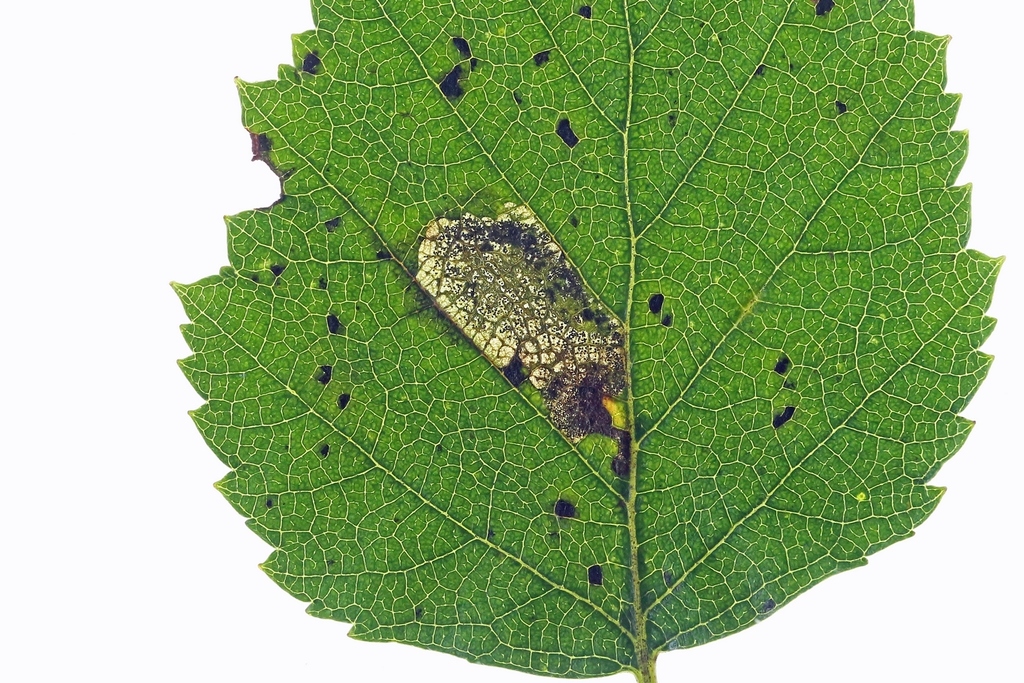 Broken-barred Pigmy