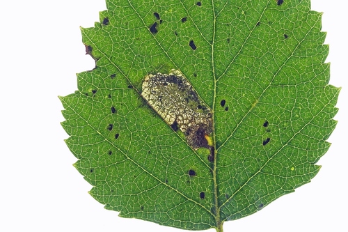 Broken-barred Pigmy