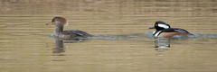 Lophodytes cucullatus