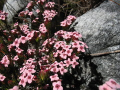 Erica fastigiata