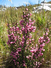 Erica tegulifolia