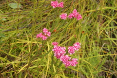 Erica bracteolaris