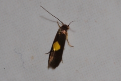 Wegneria chrysophthalma