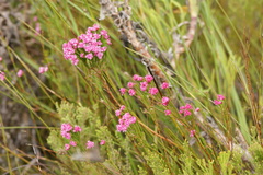 Erica bracteolaris