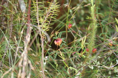 Erica omninoglabra