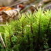 Austria Timmia Moss - Photo (c) Belinda Lo, some rights reserved (CC BY-NC-SA), uploaded by Belinda Lo