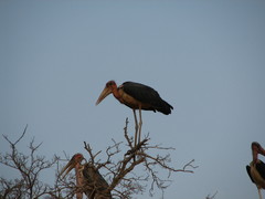 Leptoptilos crumenifer