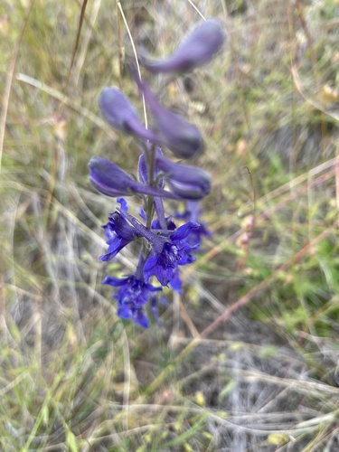 Image of Delphinium hesperium by no rights reserved