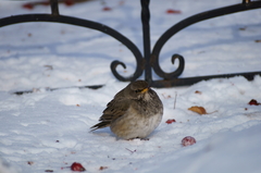 Turdus atrogularis