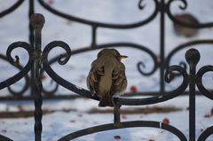 Turdus atrogularis