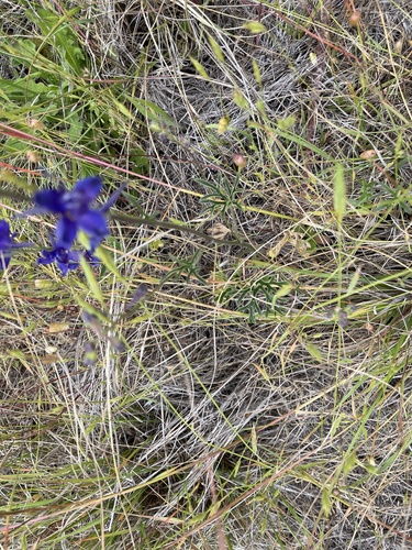 Image of Delphinium hesperium by no rights reserved