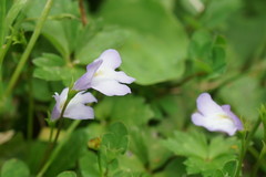 Mazus pumilio