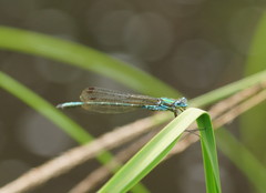 Austrolestes cingulatus