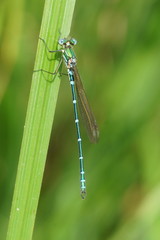 Austrolestes cingulatus
