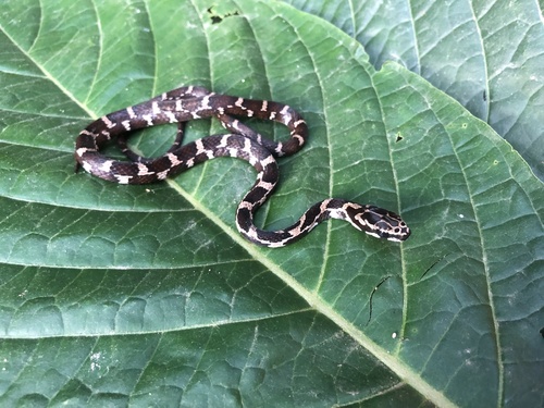 Photo of a Cope's Tropical Racer (Mastigodryas pulchriceps)