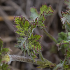 Geranium brycei