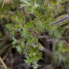 Geranium brycei