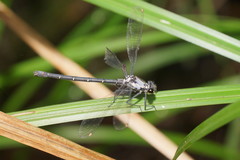 Austroargiolestes calcaris