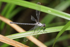 Austroargiolestes calcaris