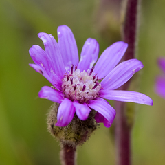 Senecio macrocephalus