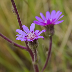 Senecio macrocephalus