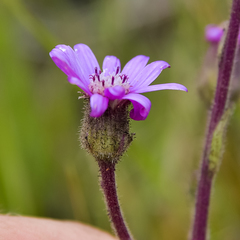 Senecio macrocephalus