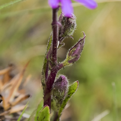 Senecio macrocephalus