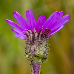 Senecio macrocephalus