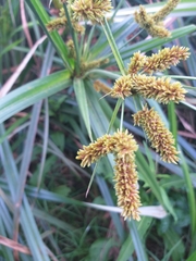 Cyperus alopecuroides