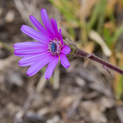 Senecio macrocephalus