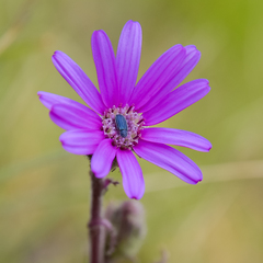 Senecio macrocephalus