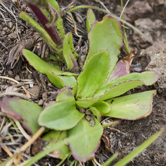 Senecio macrocephalus