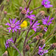 Senecio macrocephalus