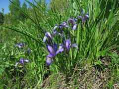 Iris ruthenica