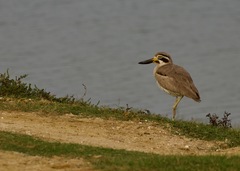 Esacus recurvirostris