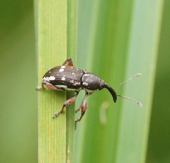 Aoplocnemis