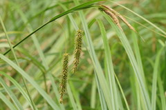 Carex fascicularis
