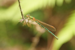 Austrolestes cingulatus