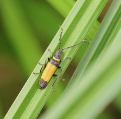 Chauliognathus imperialis