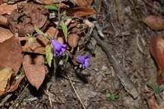 Campanula pallida