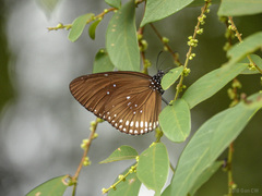 Euploea modesta modesta