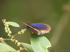 Euploea modesta modesta