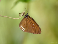 Euploea modesta modesta
